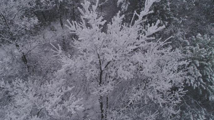 大雪雪落松针封山雪景陇南打雪仗