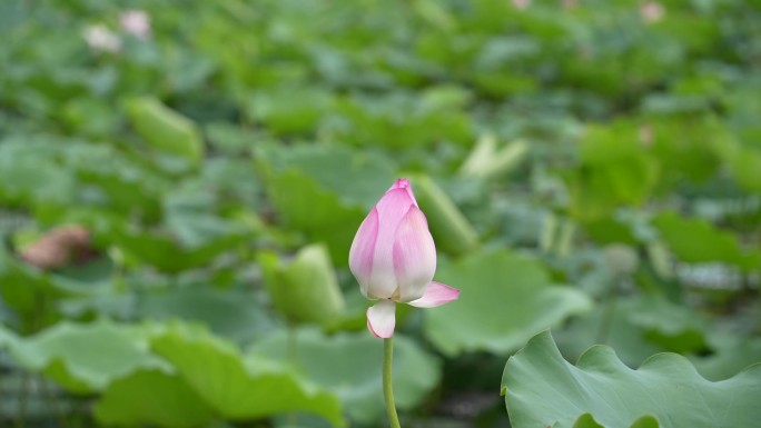 深圳洪湖公园荷花