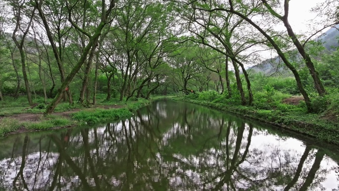 【4k原创】水上树林空镜