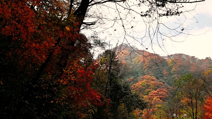 光雾山红叶实拍素材