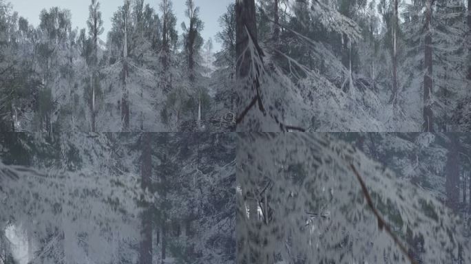 4k航拍降落到白雪覆盖的针叶林
