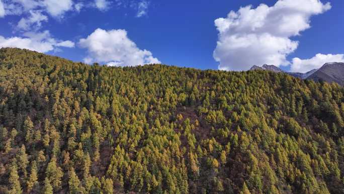 高山秋景蓝天白云航拍