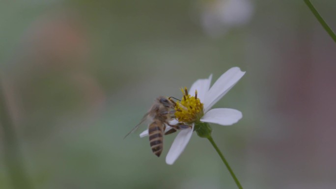 11月3日小蜜蜂