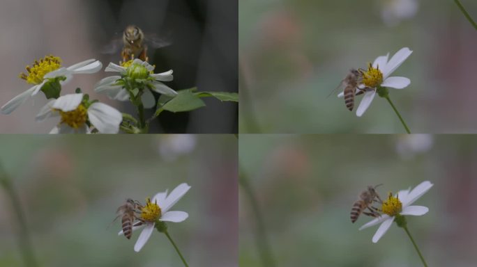 11月3日小蜜蜂