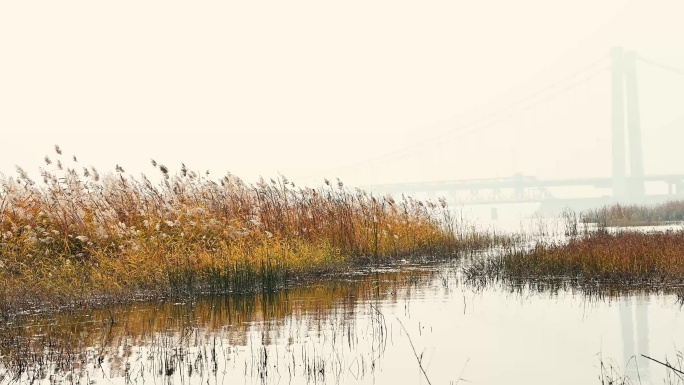 秋天白天湖面雾气与芦苇