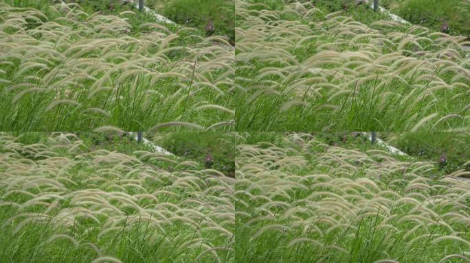 深圳大片狗尾草实拍