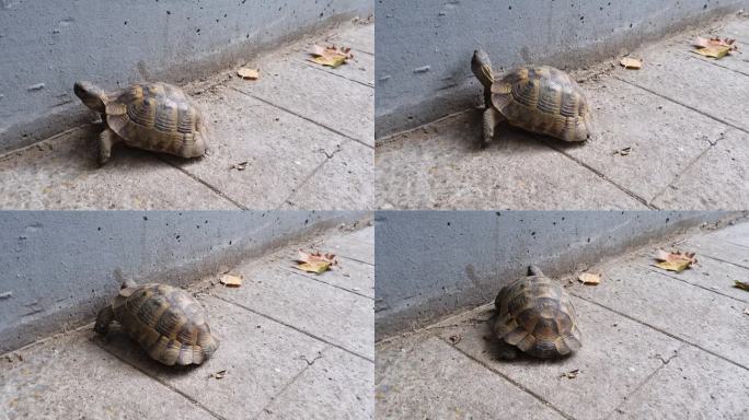 一只乌龟在户外行走