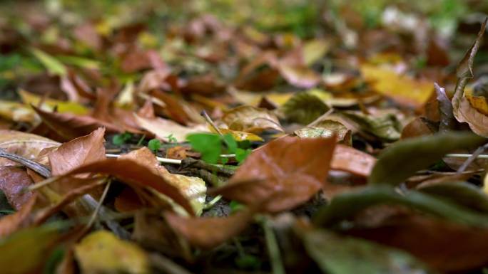 秋雨中居民小区的落叶