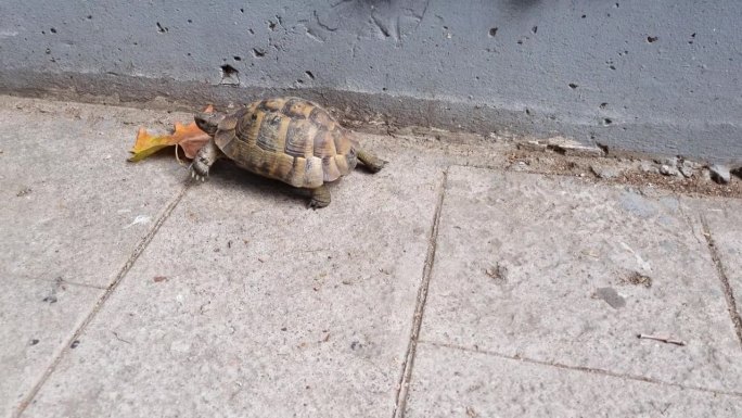 一只乌龟在户外行走