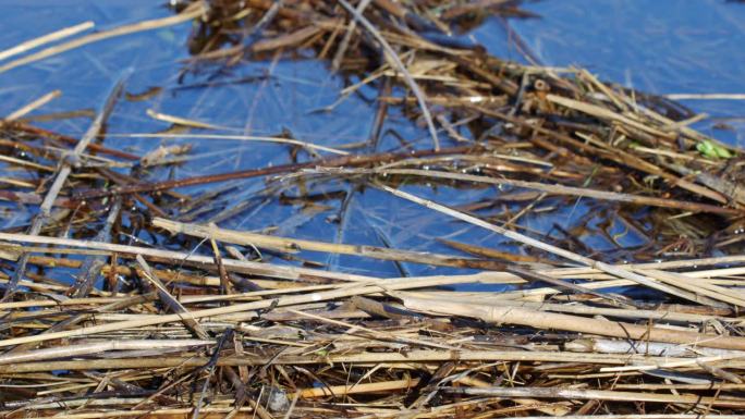 一只普通的头糠秕正在被洪水淹没的草原上寻找食物。