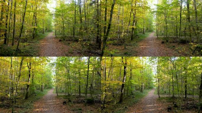 航拍无人机拍摄的欧洲混交林秋日之美:阳光透过树枝，金色的树叶在树上飞舞，宁静的林地氛围，四季变换的景