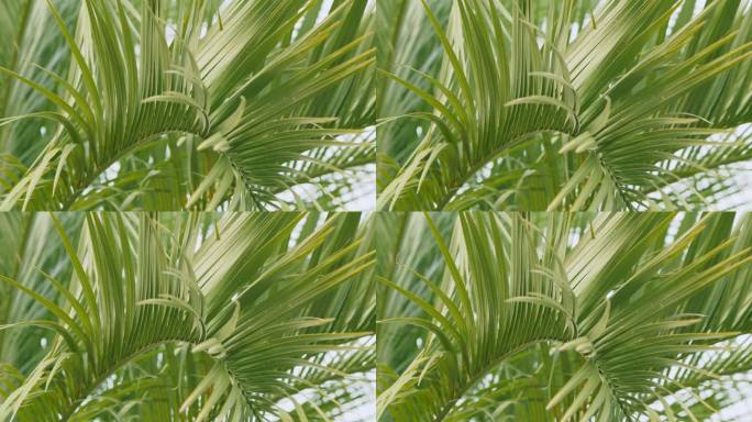 棕榈叶背景。阳光下的棕榈叶。热带植被背景。关闭了。