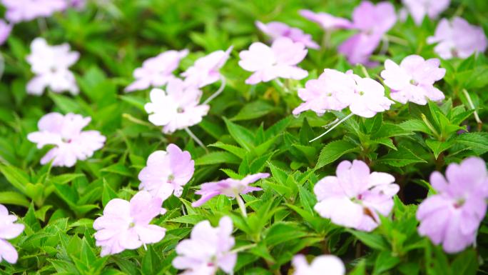 雨中植物花朵