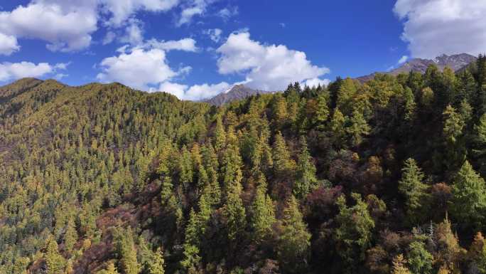 高山秋景蓝天白云航拍