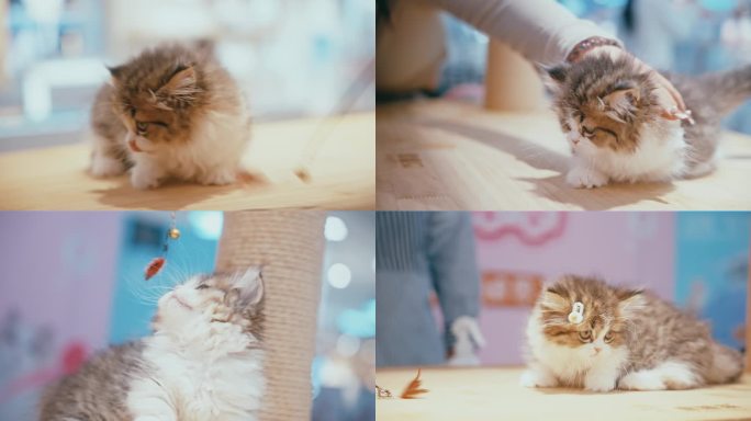 猫咪撸猫视频素材