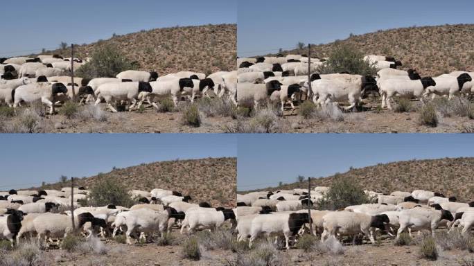 杜珀羊是一种南非品种，黑头白身