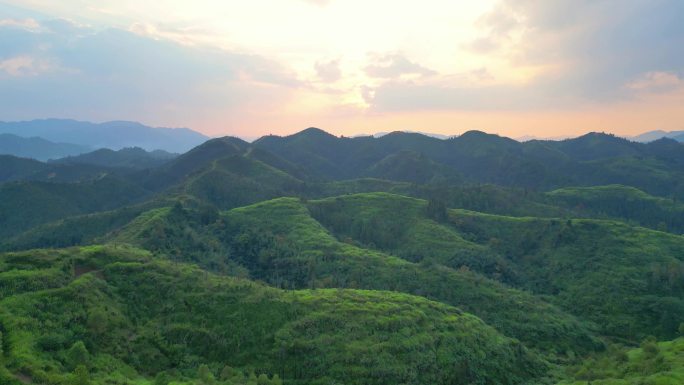 乡村林业  夕阳云霞