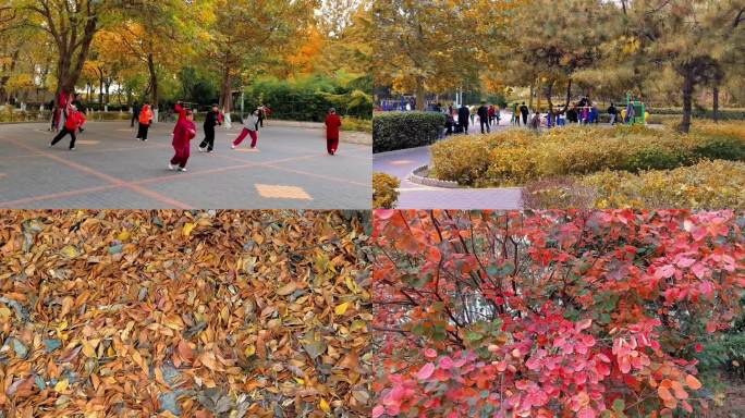 秋天红叶黄叶公园晨练