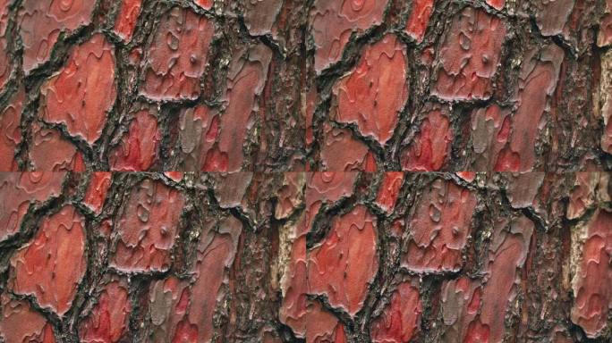 木松皮背景。棕红色的松树皮。自然的概念。松树纹理。平底锅。