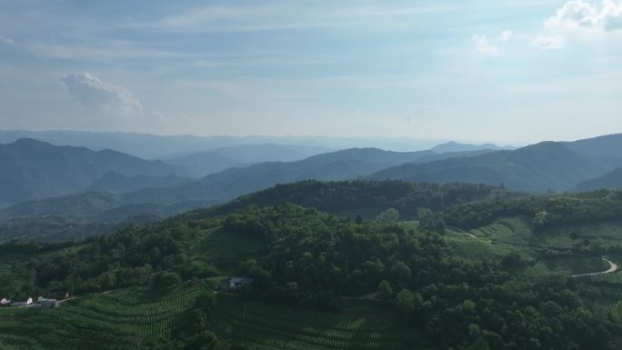 河南大山里的烟田航拍4