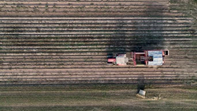 无人机拍摄的土豆田，农机收割。拖拉机穿过田野