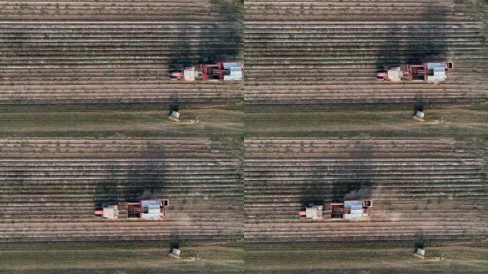 无人机拍摄的土豆田，农机收割。拖拉机穿过田野