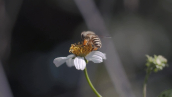 小蜜蜂采花蜜