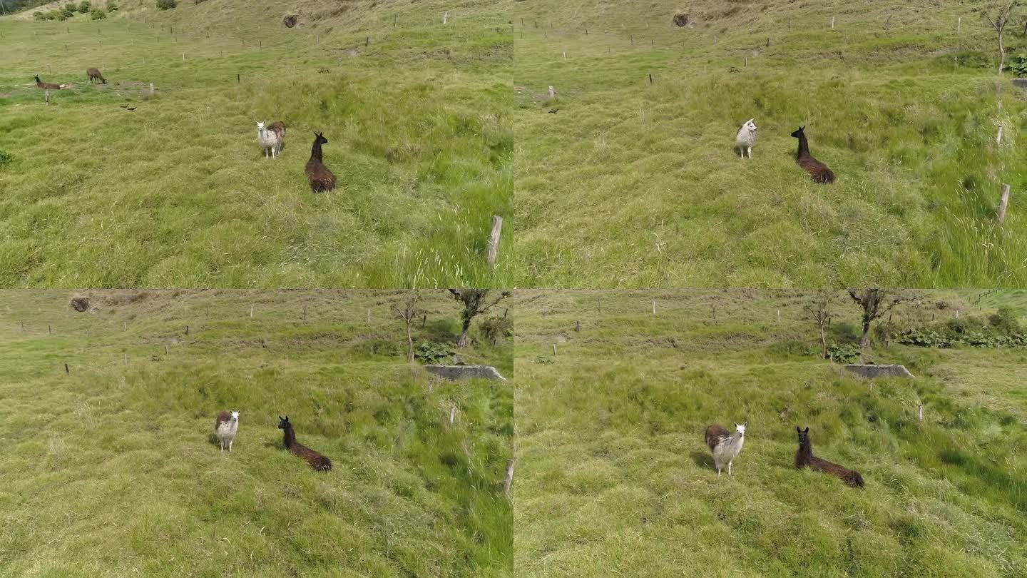 无人机拍摄的羊驼在哥伦比亚可可公园的普拉多吃草