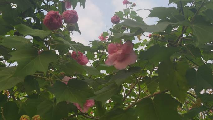 实拍植物鲜花芙蓉花