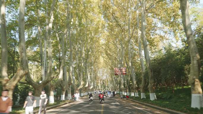 南京陵园路梧桐大道黄叶，叶子黄了