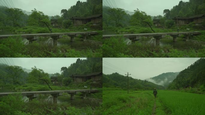 下雨天稻田雾气环绕