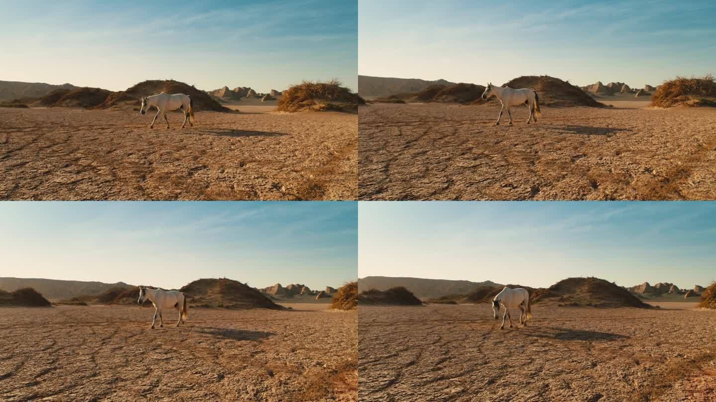 大漠、沙漠、戈壁、马2
