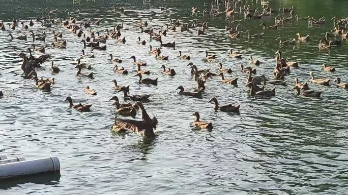 鸭子下水走路鸭子鸭群池塘里的鸭子游泳鸭子