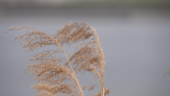 淡水湖岸边的芦苇荡