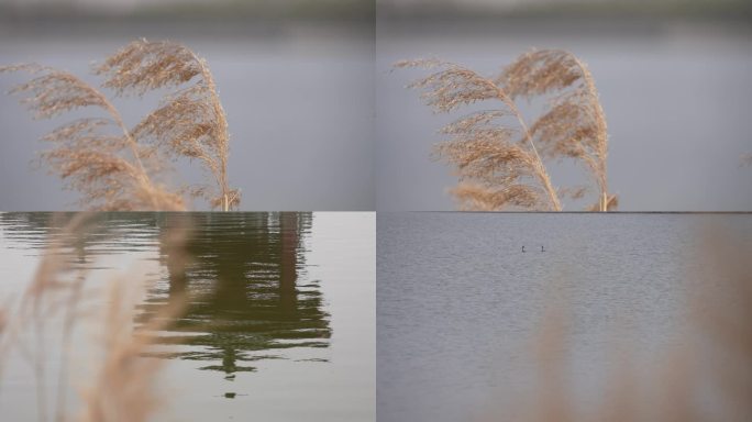 淡水湖岸边的芦苇荡