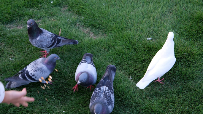 喂鸽子赶鸽子