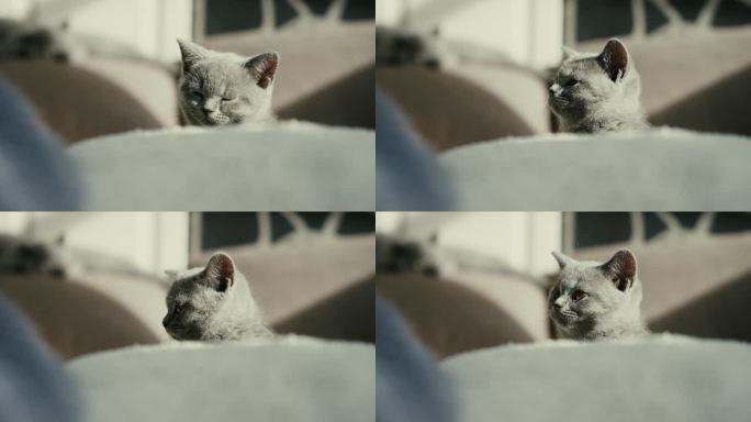 可爱的英国短毛猫在家里靠垫上放松时环顾四周的特写