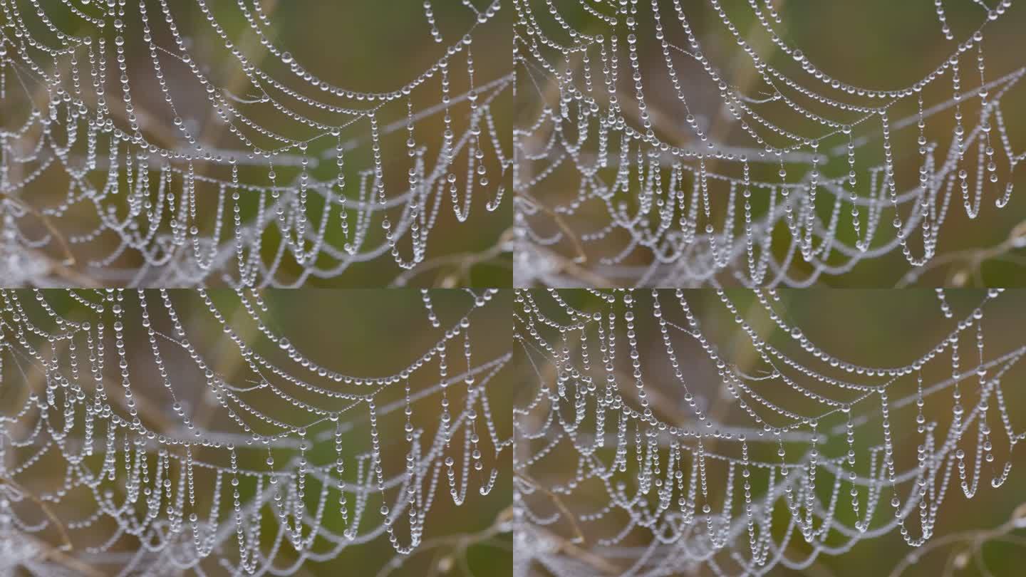 布满水滴的蜘蛛网。晨露里的蜘蛛网