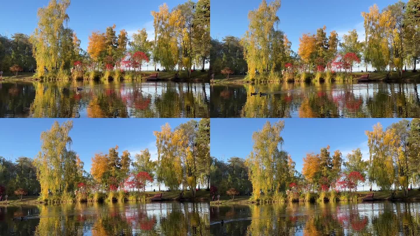 秋天自然风光优美，公园里树木黄红翠绿，树叶倒映在池水里。