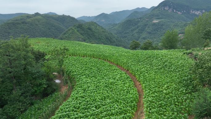 河南大山里的烟田航拍2