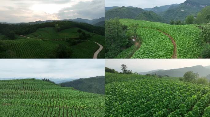 河南大山里的烟田航拍2