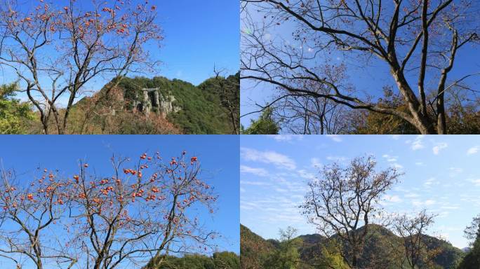 【合集】大山里的柿子树