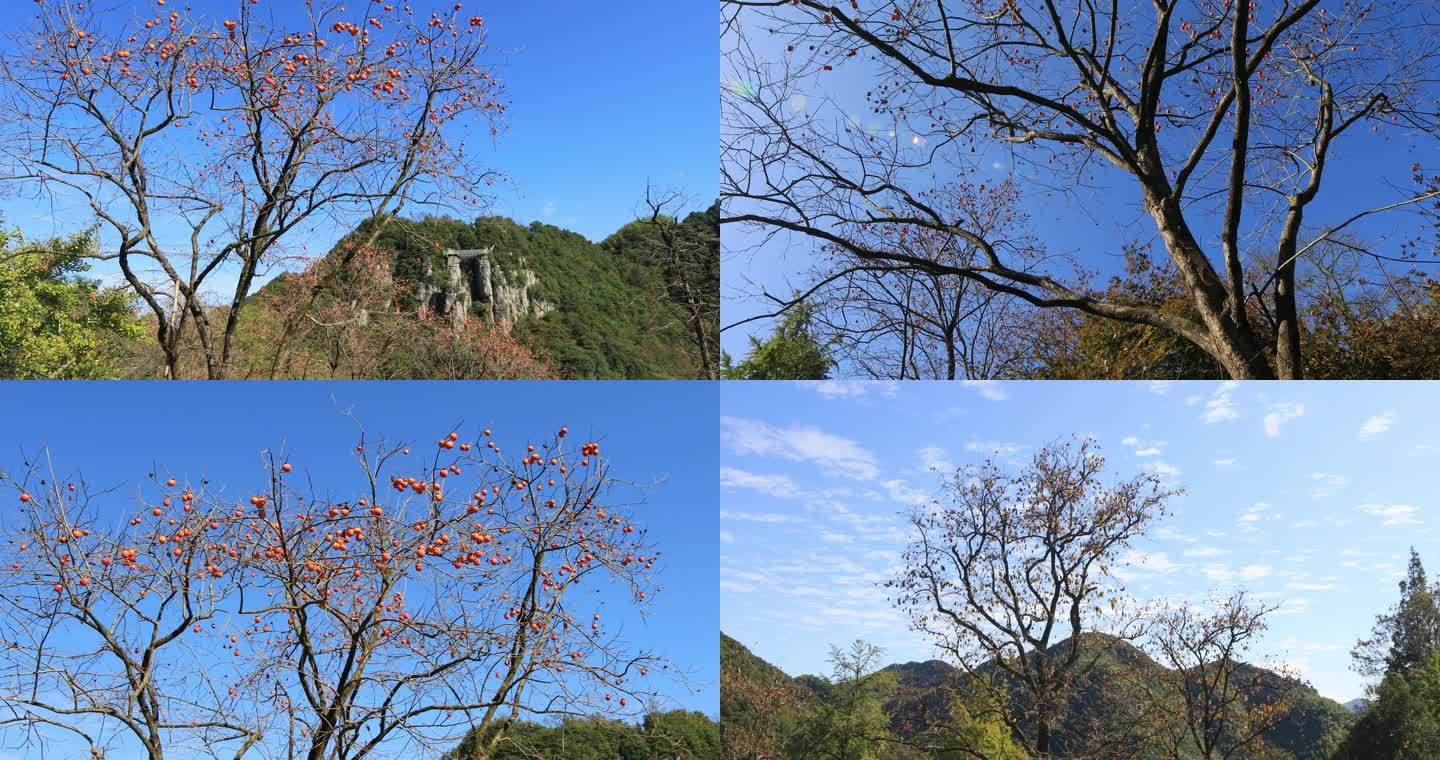 【合集】大山里的柿子树