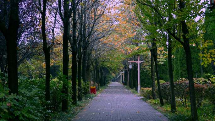 秋天的黄叶和幽静的小路