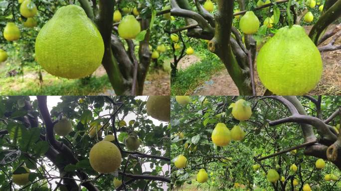 雨天柚子视频柚子素材雨中柚子特写柚树果树