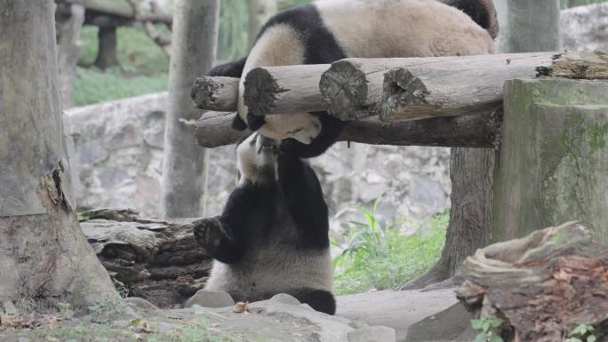 成都熊猫乐园大熊猫