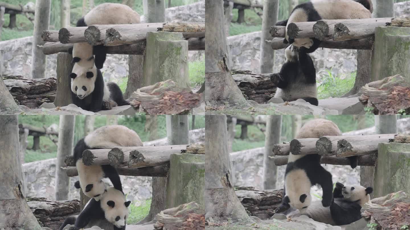 成都熊猫乐园大熊猫