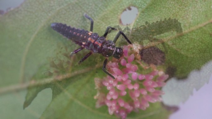 昆虫园：瓢虫幼虫偷吃叶甲卵