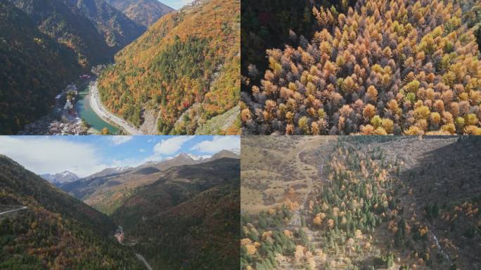 秋天的四川省阿坝州黑水县奶子沟