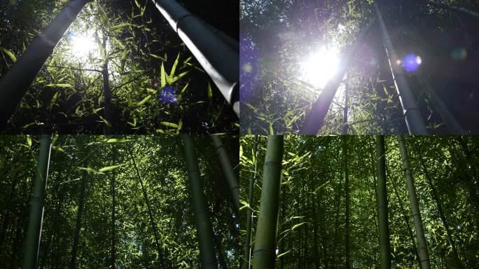 竹林光影  阳光穿过竹林 竹林光线 阳光